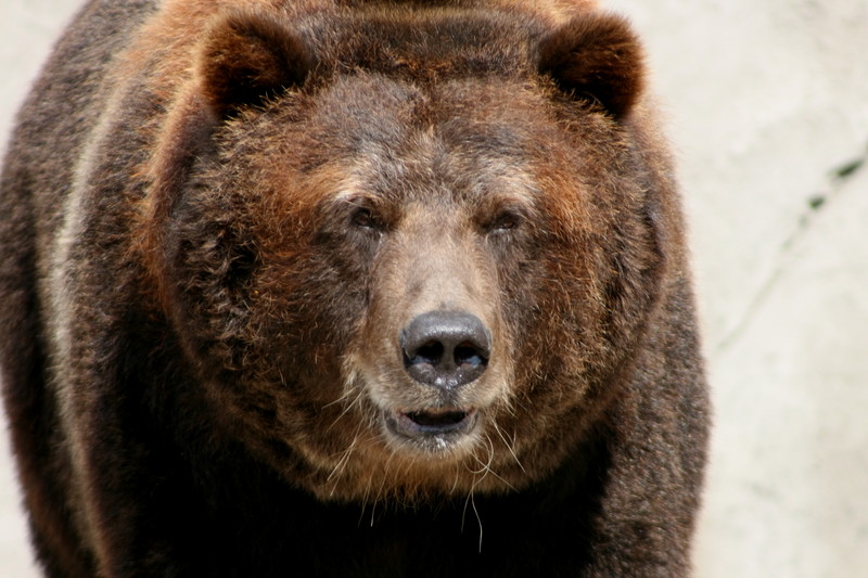 Grumpy grizzly bear